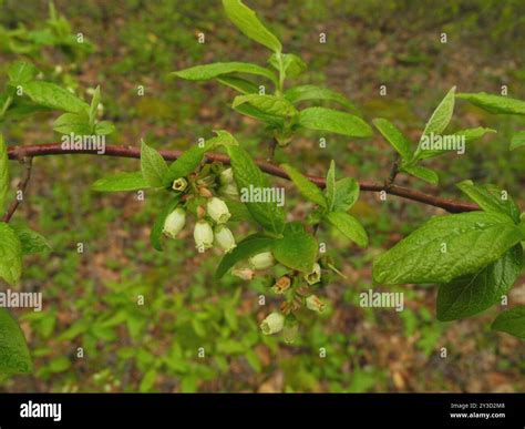 Northern highbush blueberry (Vaccinium corymbosum) Plantae Stock Photo ...