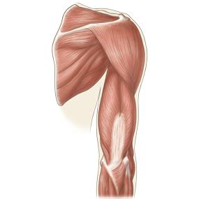 「整形外科」カテゴリのイラスト🎨[2]【フリー素材】｜看護roo![カンゴルー]