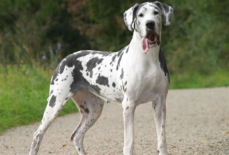 How Old Is The Oldest Great Dane