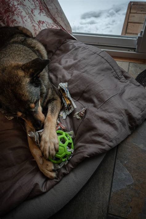 Image result for Homemade Interactive Games for Dogs