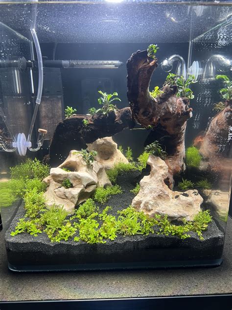 My First Tank After one week. 30L/8 Gallons. Any opinions or advice? : r/Aquascape