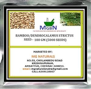 BAMBOO/DENDROCALAMUS STRICTUS SEED - 100 GM (5000 SEEDS) : Amazon.in ...