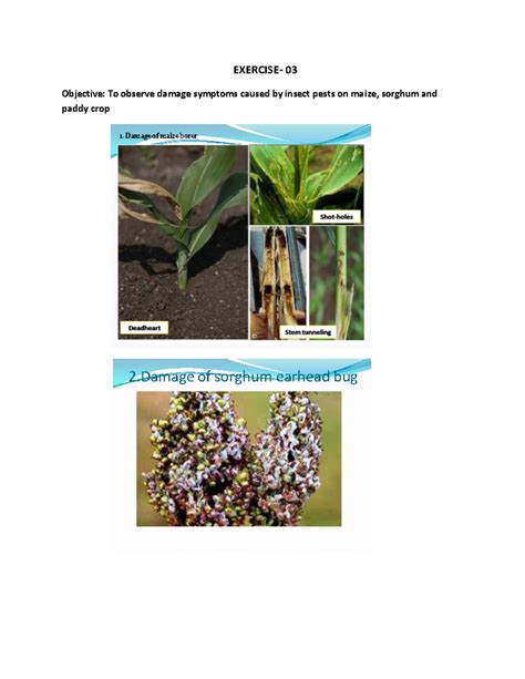 damage caused by insect pest of maize sorghum - EXERCISE- 03 Objective ...