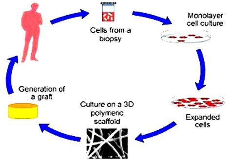 What Is Tissue Engineering 的图像结果