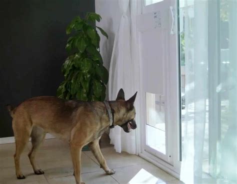 7 Best Electronic Dog Doors You Can Instal For your Dog In 2026