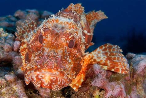 Scientists Discover Rare Bandtail Scorpionfish Off Sethukarai In Gulf ...