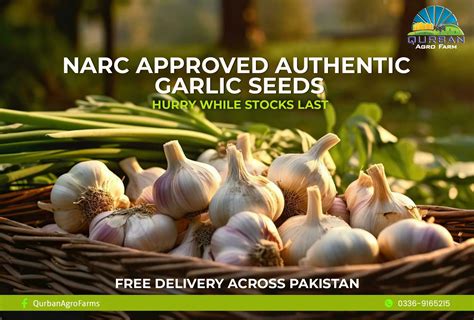 What is NARC G1 garlic? - Qurban Agro Farms