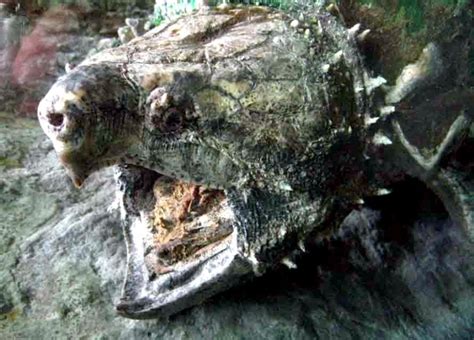 Image result for Alligator Snapping Turtle Underwater