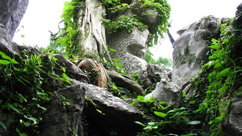 Download wallpaper leaves, stones, tree, section nature in resolution ...