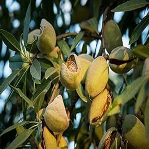 Healthy Vibe Almond (Kath Badam) Live Plant | High-Yield Nut Tree ...