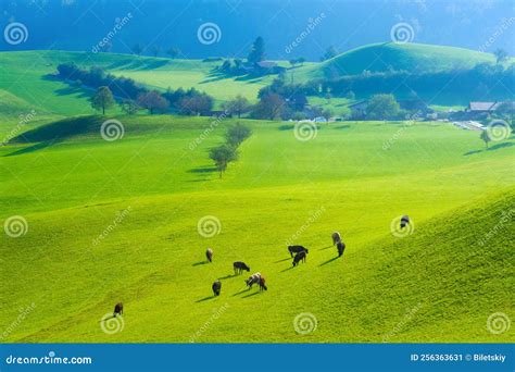 A Cow in a Pasture on a Sunny Day. Agriculture in Switzerland. Fields and Meadows. Natural ...