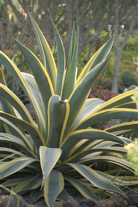 Agave americana marginata variegated century plant – Artofit