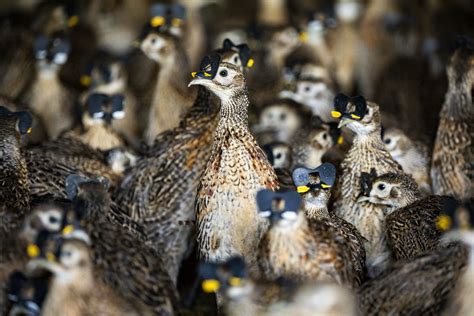 Raising pheasants on a Howard, SD farm - Mitchell Republic | News ...