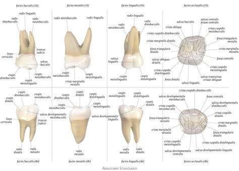 Molars | Dental anatomy, Teeth anatomy, Molars