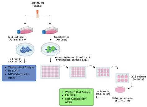 Compensative Resistance to Erastin-Induced Ferroptosis in GPX4 Knock ...