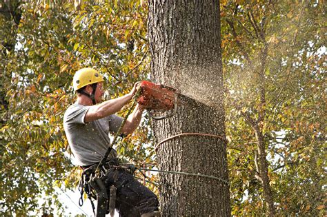 Image result for RC Tree Cutters