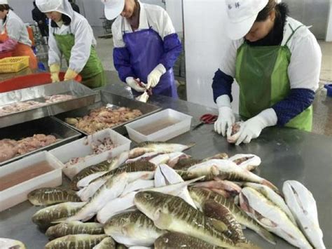 产业转型升级 小鱼虾实现高值化利用 深加工为渔业发展打开市场蓝海_泉州市食品行业协会