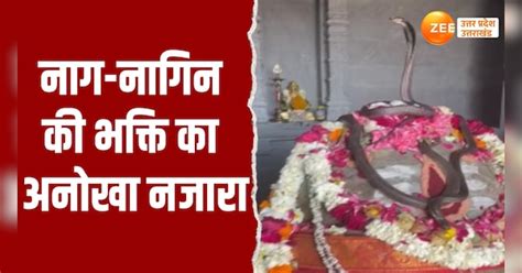snake couple seen circling shaligram in Kedareshwar Mahadev Mandir ...