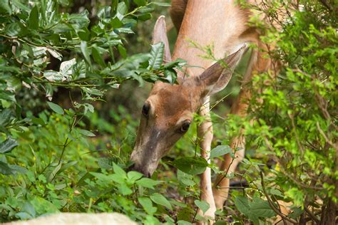 Do Deer Eat Pansies? Protecting Your Precious Blooms from Hungry Deer ...