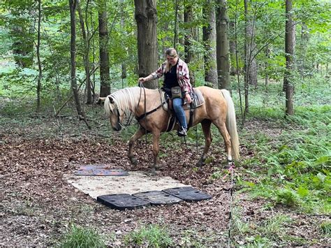 ETS OBSTACLE TRAIL CHALLENGE BENEFITING CCETS , Lou Eibl Corral, Cherry ...