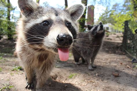 Can Raccoons Kill Goats? (Everything That You Need To Know)