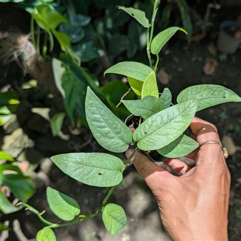 Cebu Blue Pothos – Soiled