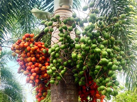 The 7 Health Benefits of Areca Catechu — Mahindra Nursery