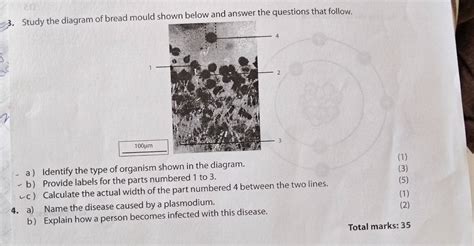 Solved: Study the diagram of bread mould shown below and answer the ...