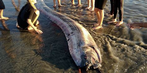 Real Monsters Found Alive