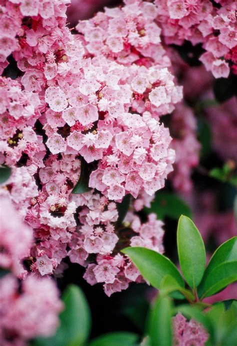 Small Perennial Flowering Shrubs