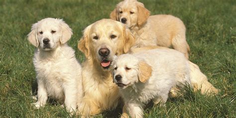 Image result for First Breeding Dogs