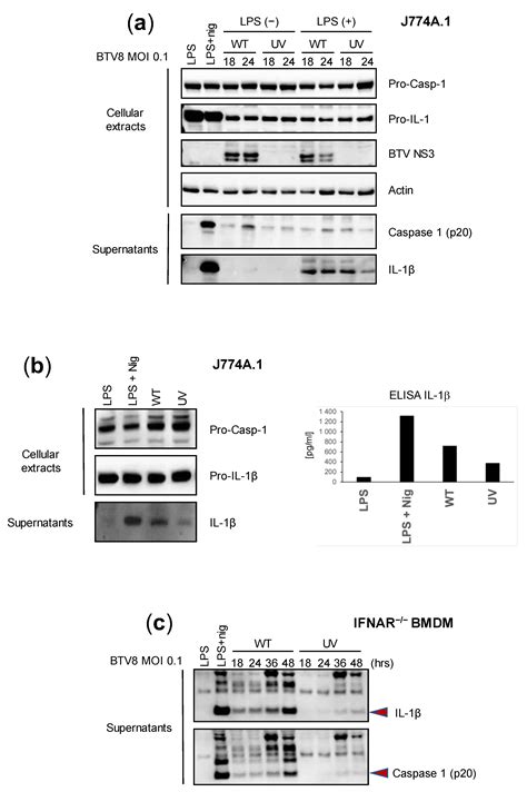 Activation of Inflammasome during Bluetongue Virus Infection
