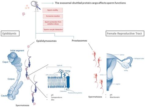 Exosome Composition and Seminal Plasma Proteome: A Promising Source of ...