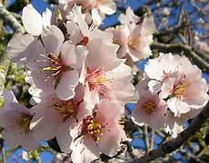 fiori mandorlo fiori mandorlo fiori delle piante fiori mandorlo fiori mandorlo fiori delle piante