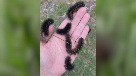 What are the fuzzy black caterpillars crawling all over Houston ...