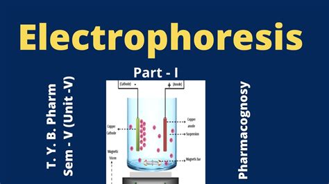 Electropherogram Interpretation 的图像结果