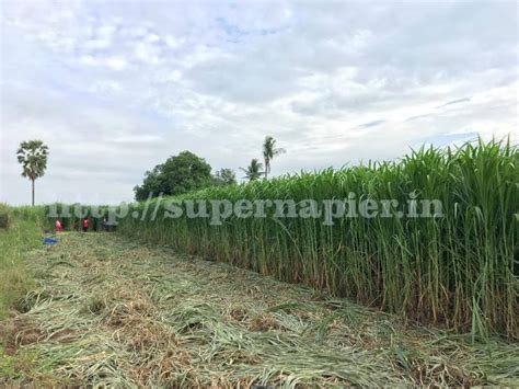 Guide to Plant, Harvest and Feed the Super Napier