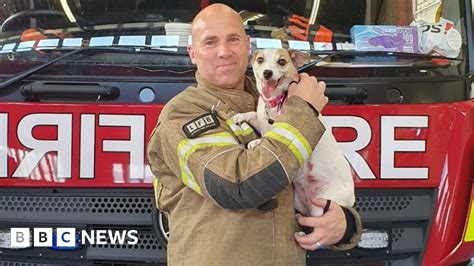 Firefighter fosters Jack Russell dog he saved from flames