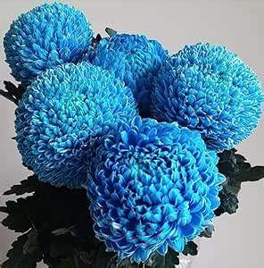 GreenWorld Special Blue Colour Chandramallika Flower Plant ...