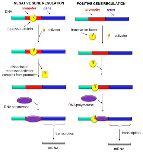 Image result for Positive and Negative Control Gene Regulation