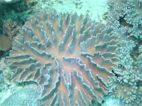New Cembranolides from the Dongsha Atoll Soft Coral Lobophytum durum