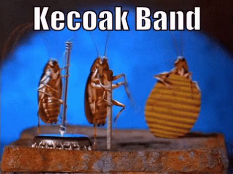 Image result for Dancing Cockroach Concert
