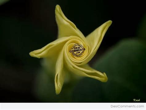 Shining Yellow Flower - DesiComments.com