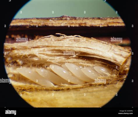 Cicada eggs hi-res stock photography and images - Alamy