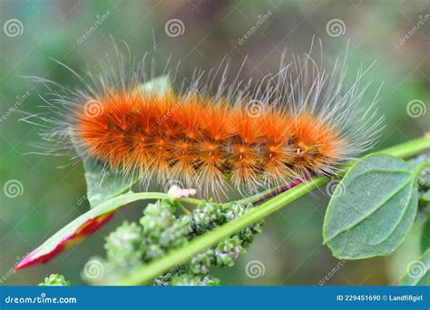 Yellow Wooly Bear Caterpillar Close Up Royalty-Free Stock Photography ...