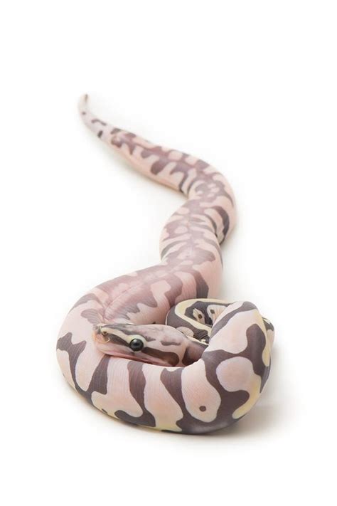 Image result for Scaleless Ball Python