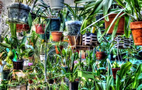 Pots Of Plants Free Stock Photo - Public Domain Pictures