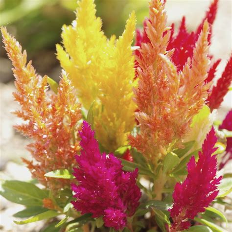 Celosia- Pampas Plume seeds | The Seed Collection | Drought tolerant ...