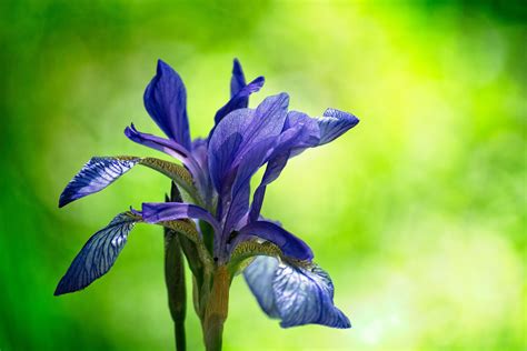 Iris Flower Meanings and Iris Symbolism on Whats-Your-Sign