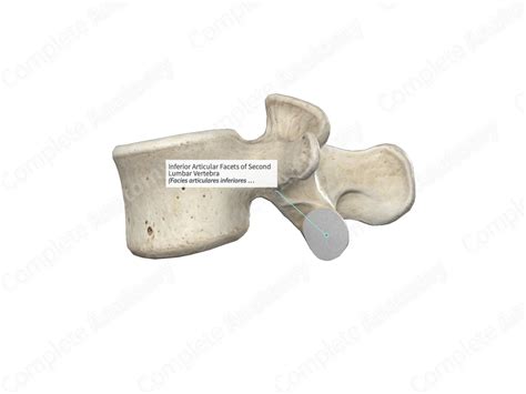 Inferior Articular Facets of Second Lumbar Vertebra | Complete Anatomy